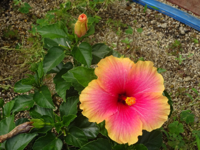 DSC07190